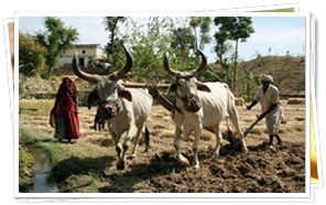 Farmer Ploying his fields at Ranakpur
