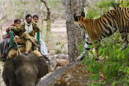 Bandhavgarh National Park, India