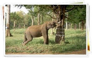 Nagarhole National Park, Karnataka