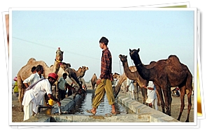 Pushkar Camel Festival