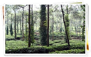 Thekkady Tea Plantation