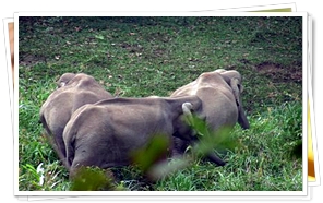 Thekkady, Kerala