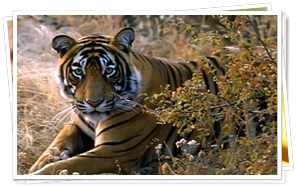 Ranthambore National Park, Rajasthan