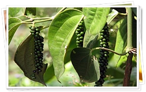 Black Pepper Platntation, Thekkady, Kerala