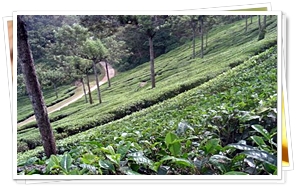 Tea Plantation, Munnar