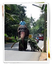 Elephant at Work, Kochi, Kerala