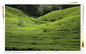 Tea Gardens at Munnar, Kerala