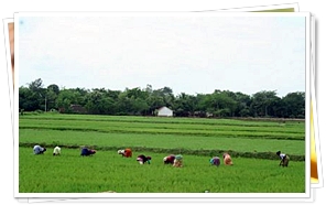 Farmers working in fields near Kochi, Kerala