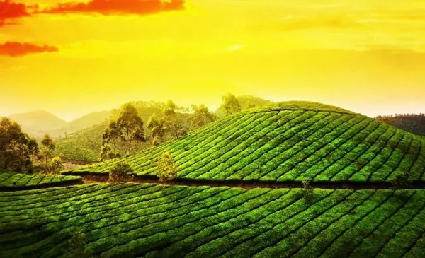 Exotic Kerala Tour 