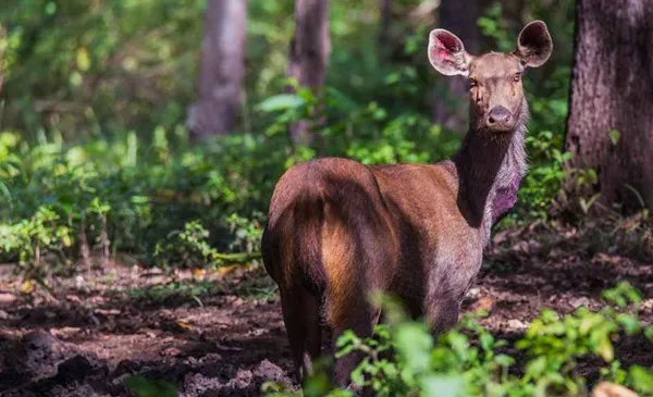 Kerala Wildlife Tour