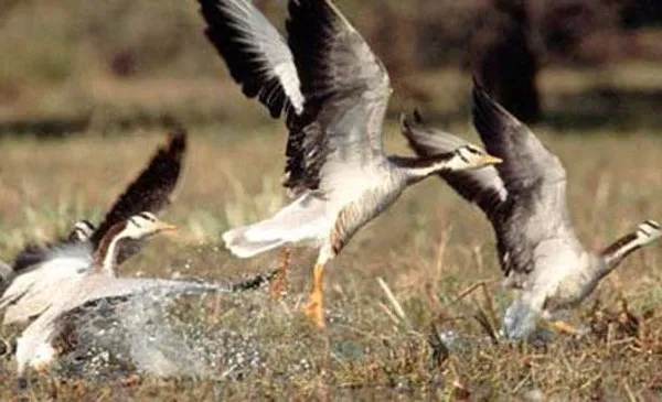 North India Wildlife Tour