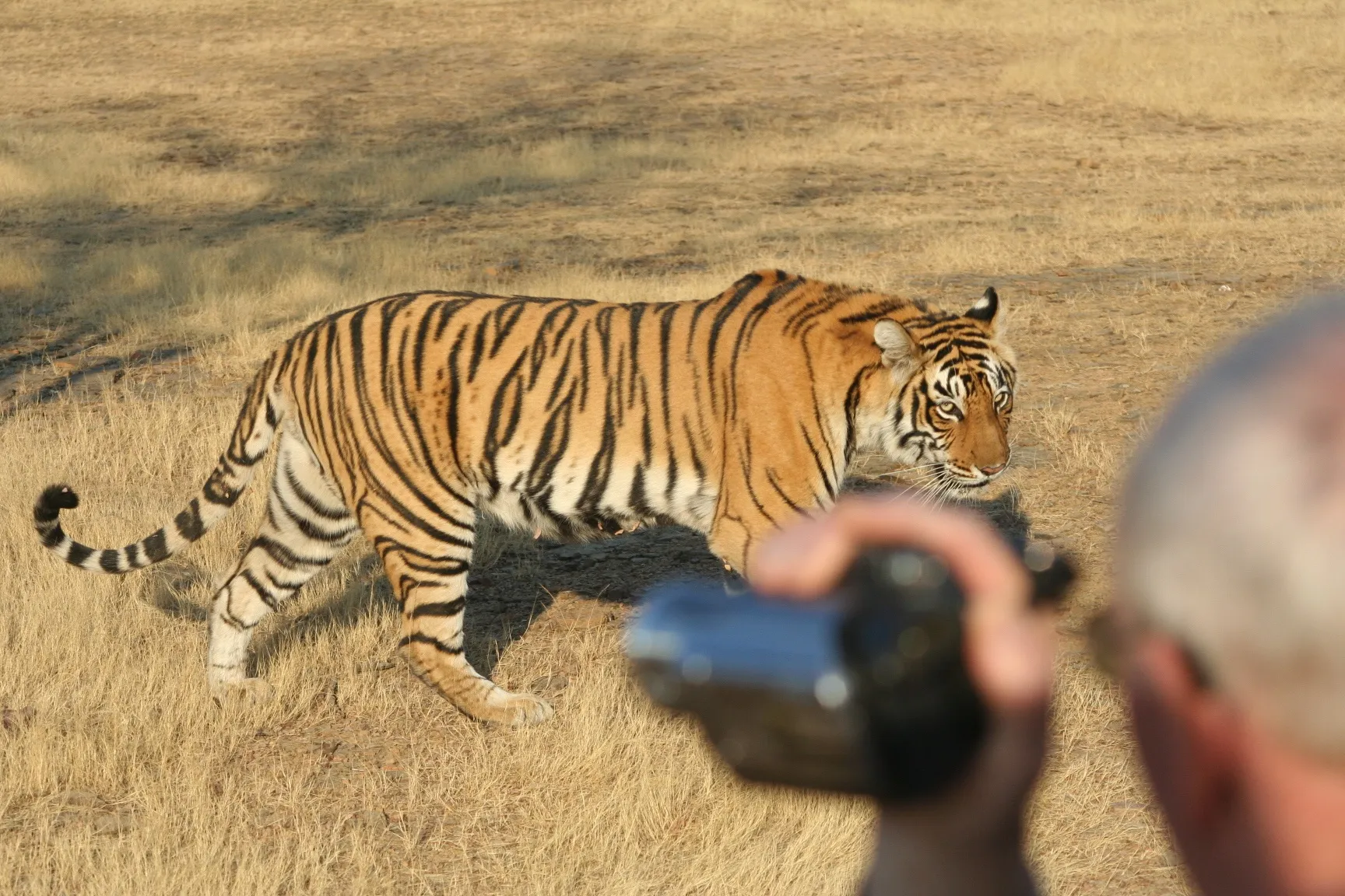 India Wildlife Tour by Premium India Tours