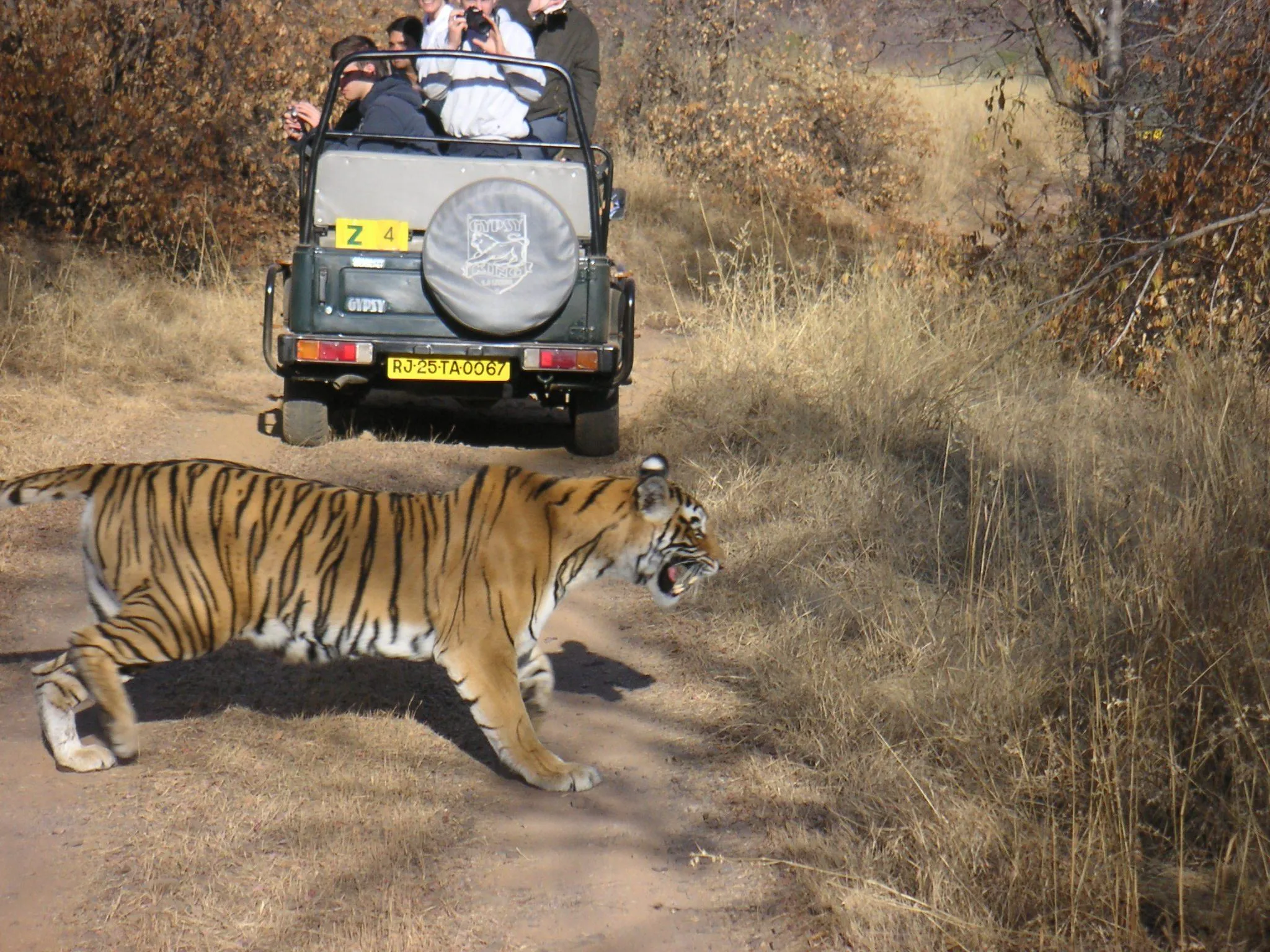 Ranthambore tiger safari in Ranthambore National Park with Bengal tiger in natural habitat