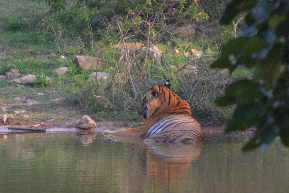 Tiger resting in a water hole inside Bandipur National Park