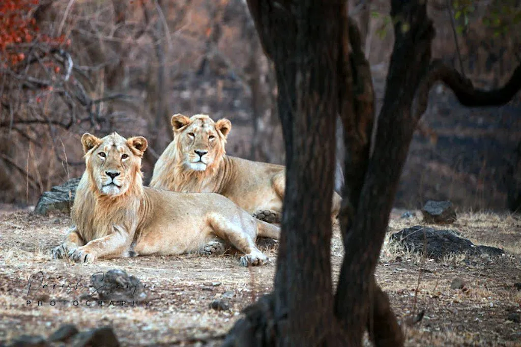 Asiatic Lion at Gir National Park