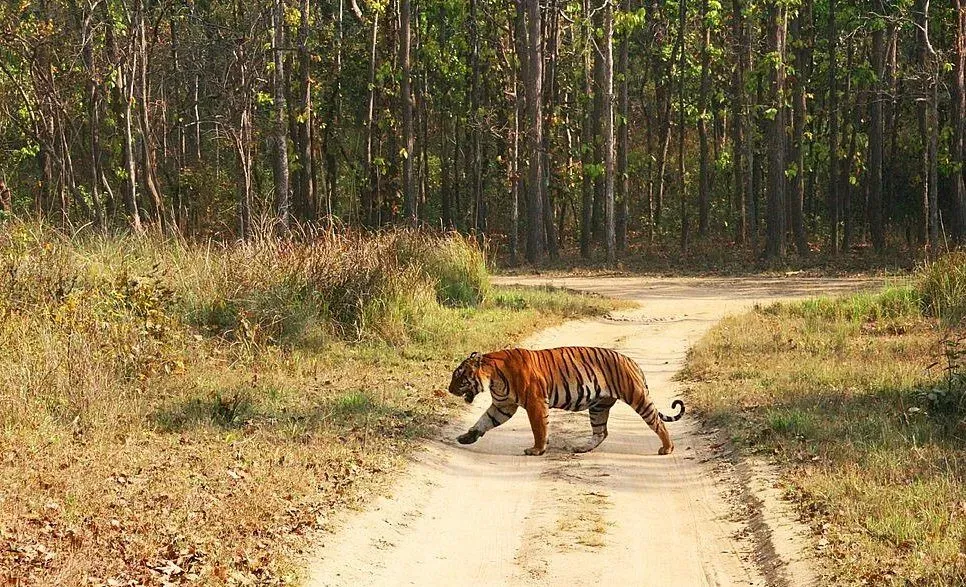 Kanha tiger safari in dense forest landscape of Kanha National Park