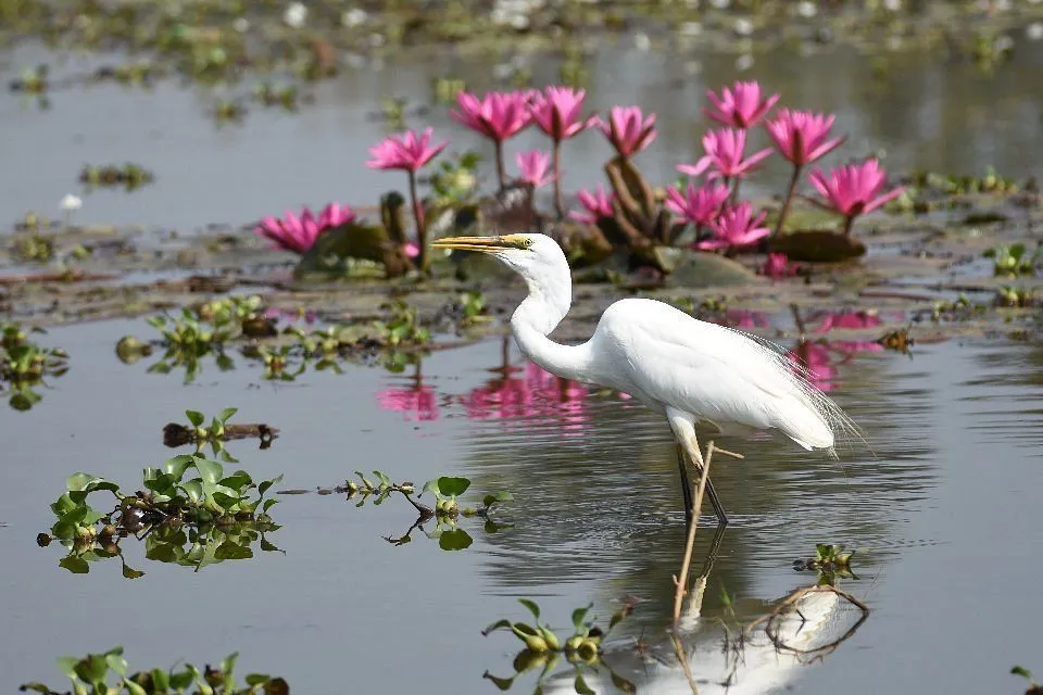 Kumarakom backwaters scenic lake view with Vembanad Lake, coconut palms, traditional canoe boat and Kerala village landscape