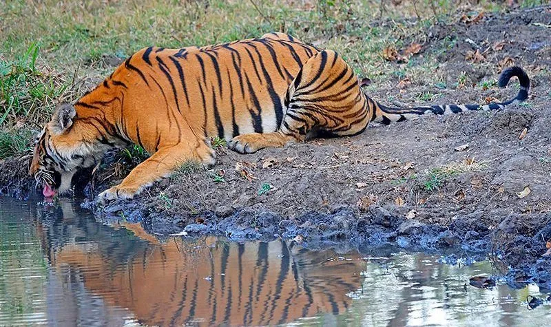 South India Wildlife Tour
