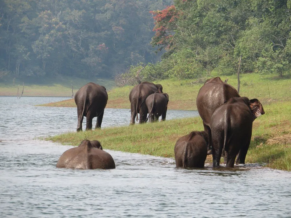 Elephant bathing in Periyar Thekkady river with mahout guiding elephant in forest water in Kerala wildlife reserve