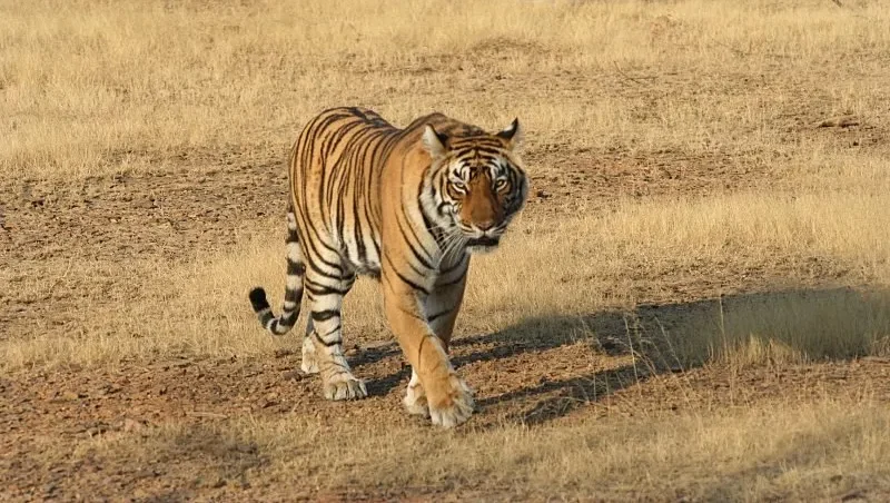 Golden Triangle with Ranthambore Tour