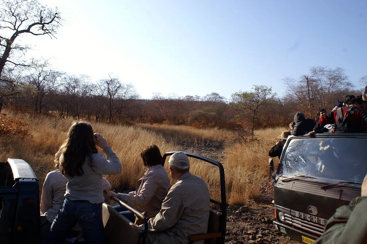 Tourists spotting a Bengal tiger during morning safari in Ranthambore National Park from jeep and canter