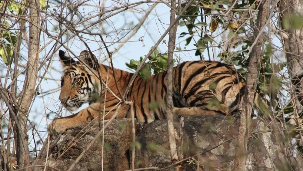 North India Wildlife Tour