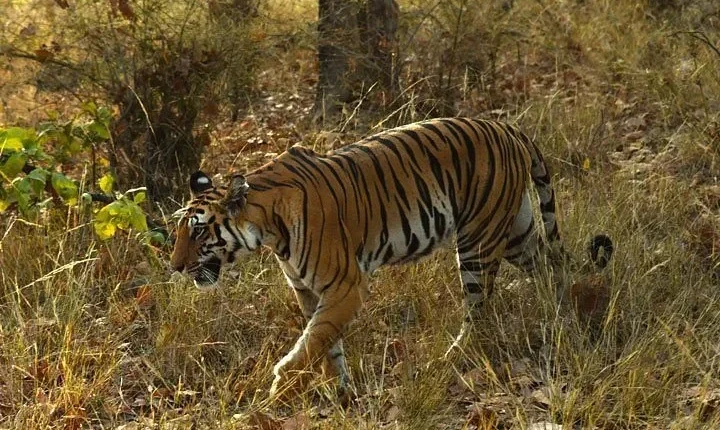 Karnataka Wildlife Tours