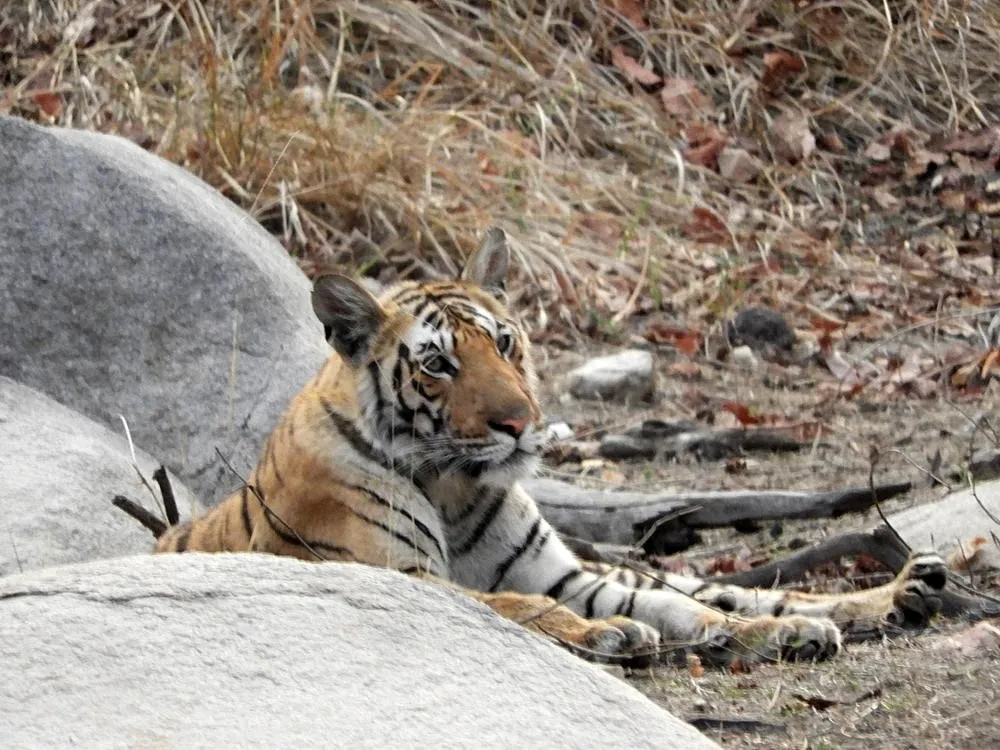 Resting tiger lying beside a large boulder in a natural forest habitat