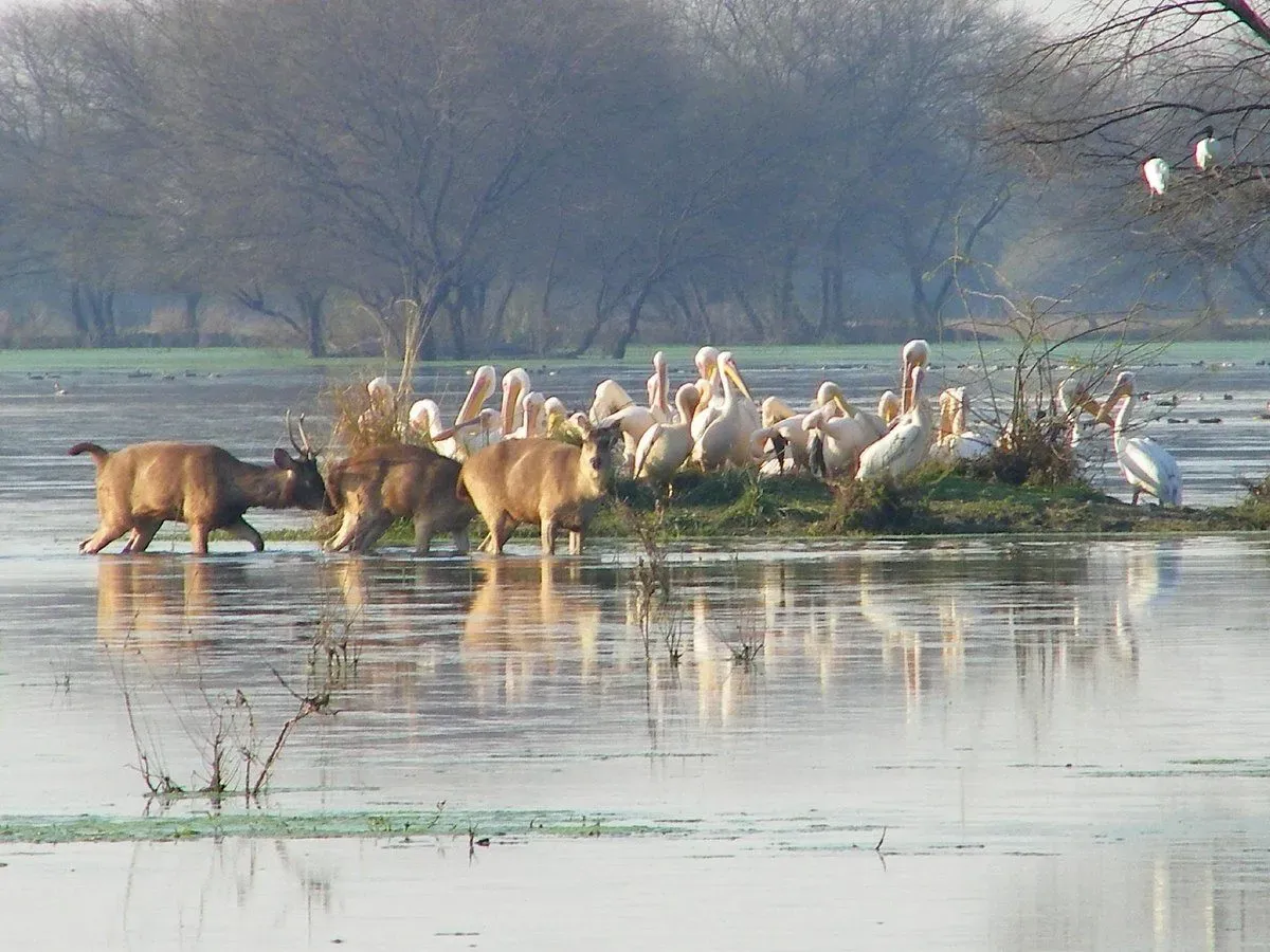 Group of migratory birds gathered in wetlands at Bharatpur Bird Sanctuary