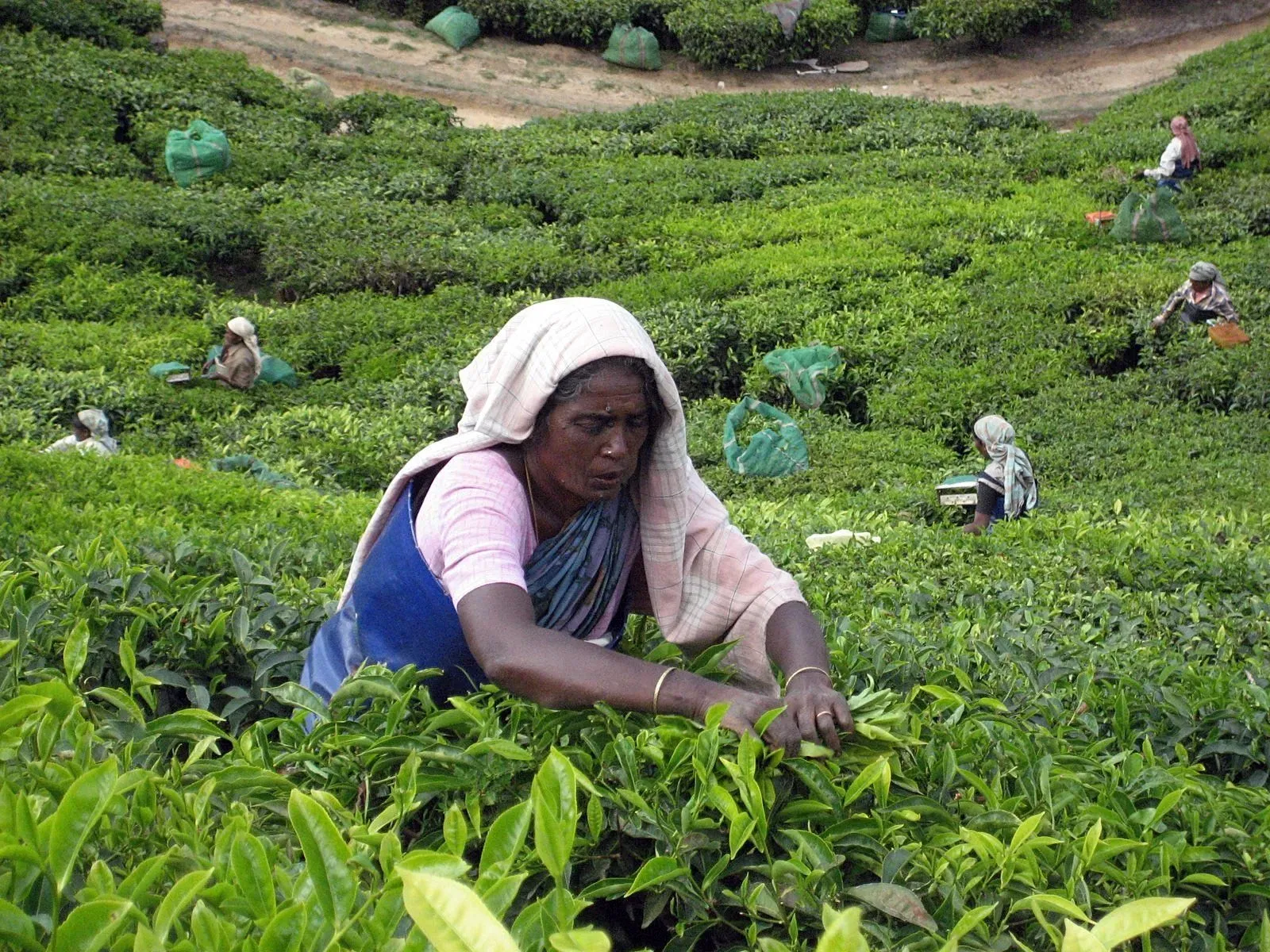 Women picking tea leaves in Munnar tea plantations with lush green hills, misty mountains and scenic Kerala tea garden landscape