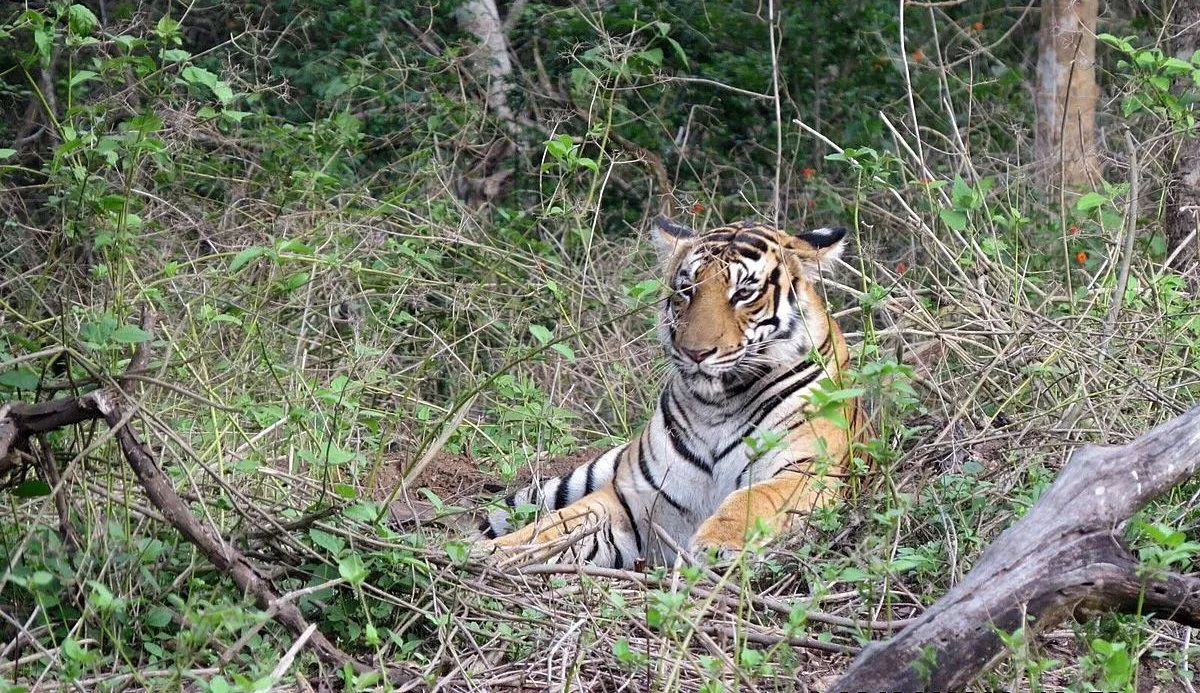 Tiger resting quietly in dense bushes at Nagarhole National Park