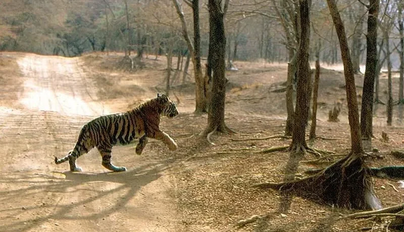 Lure of The Jungle 