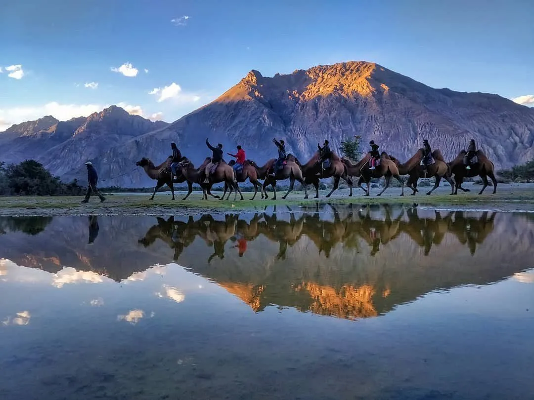 Tourists enjoying a double humped camel ride on the sand dunes of Nubra Valley in Ladakh surrounded by Himalayan mountains