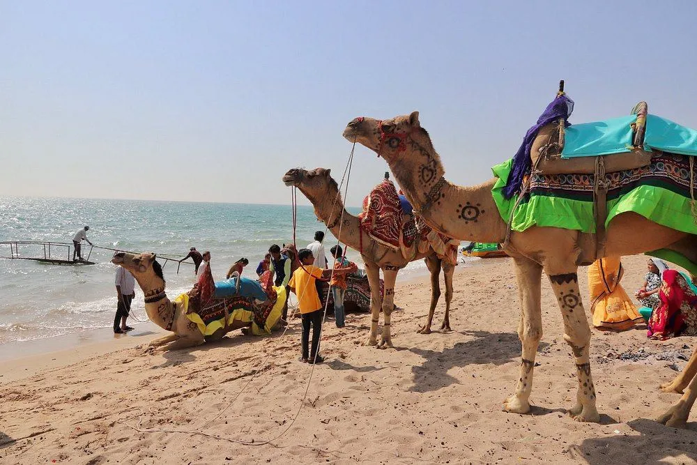 Decorated camels with riders at Ahmedpur Mandvi Beach during sunset on the Gujarat coastline