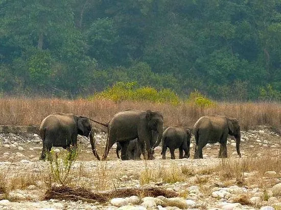 Herd of wild Asian elephants walking through the forests of Rajaji National Park, Uttarakhand