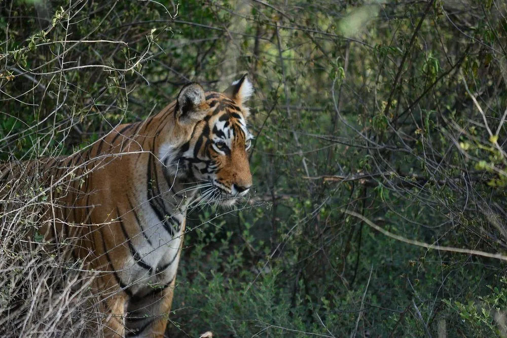 Royal Bengal tiger standing behind a tree during a jeep safari in Sariska Tiger Reserve, Rajasthan