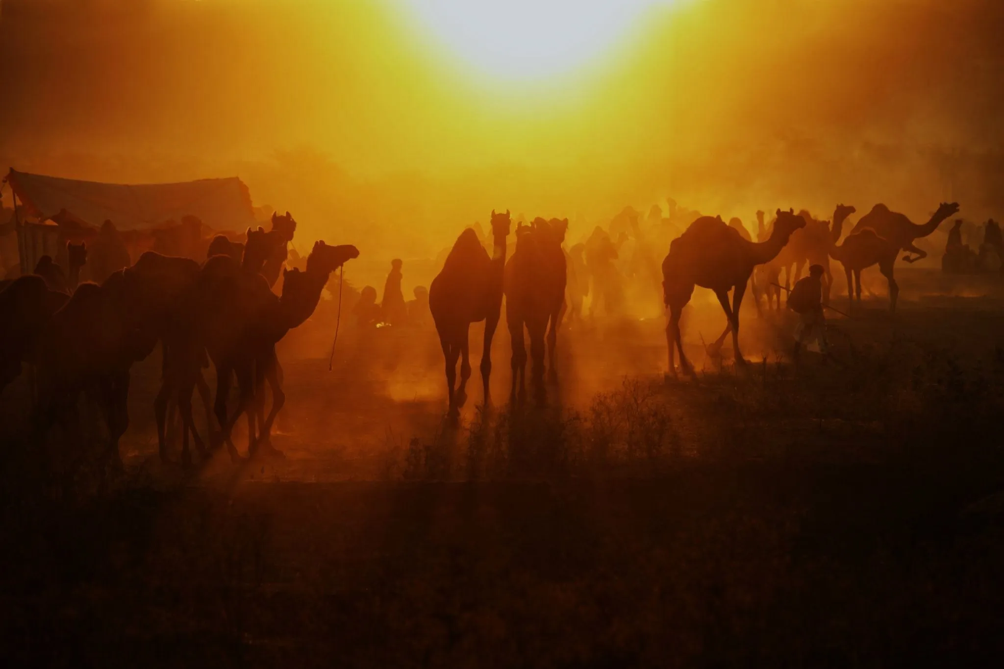 Herd of camels at sunset during the Pushkar Camel Fair in Rajasthan