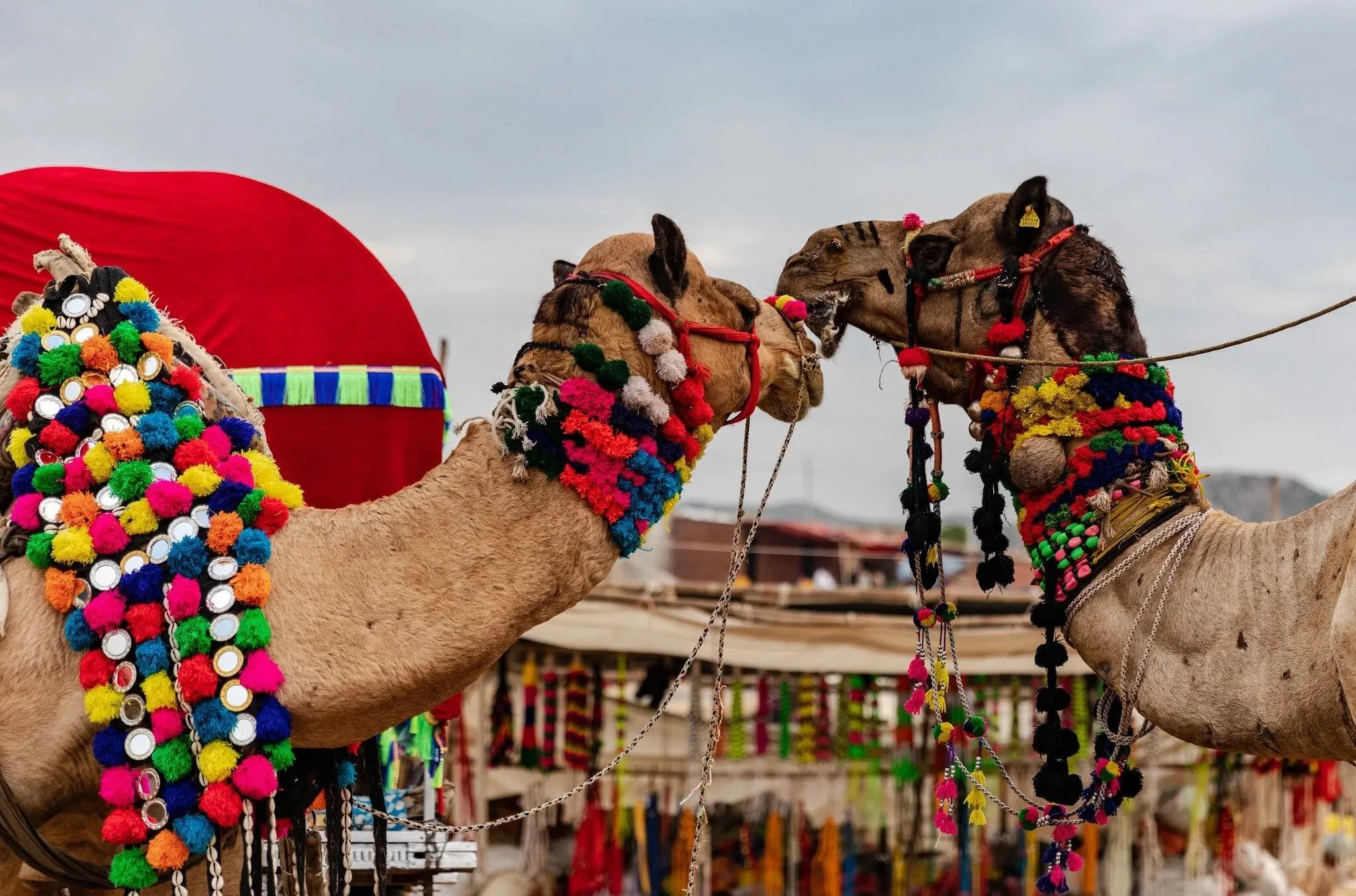 Decorated camel at the Pushkar Camel Fair in Rajasthan